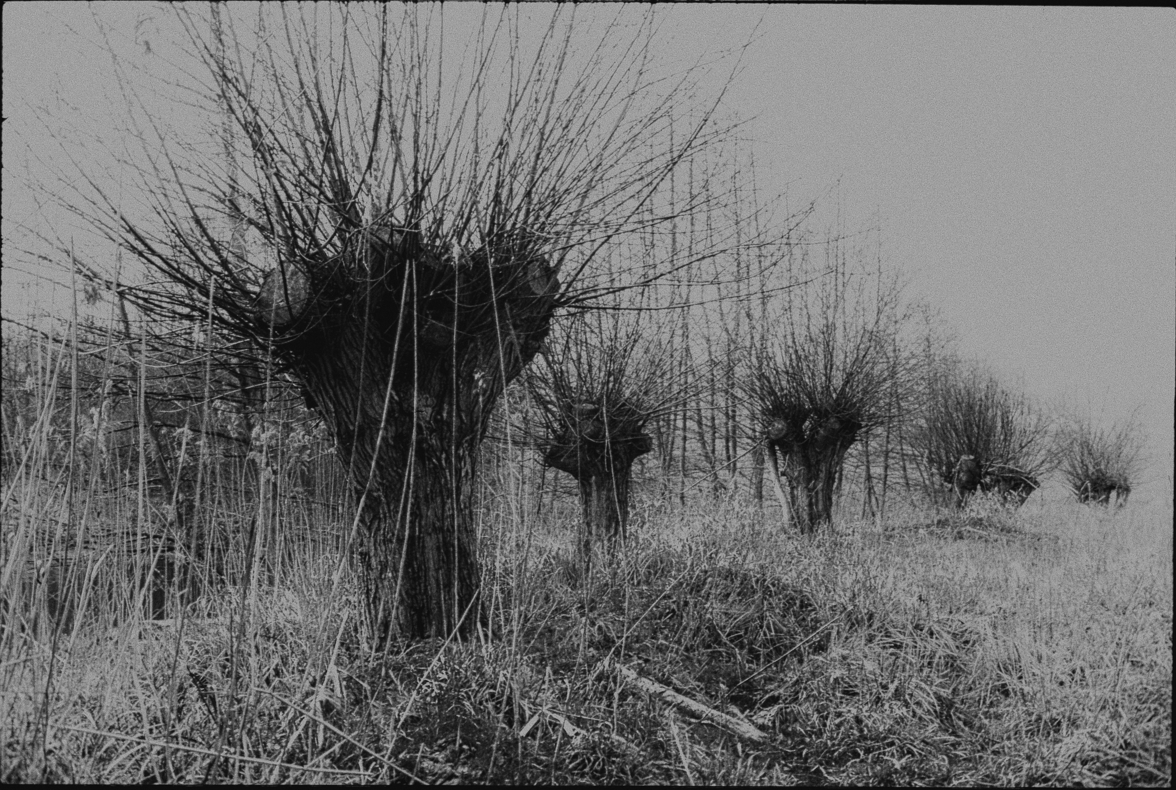 Kopfweiden in der Tensfelder Au in Schleswig-Holstein